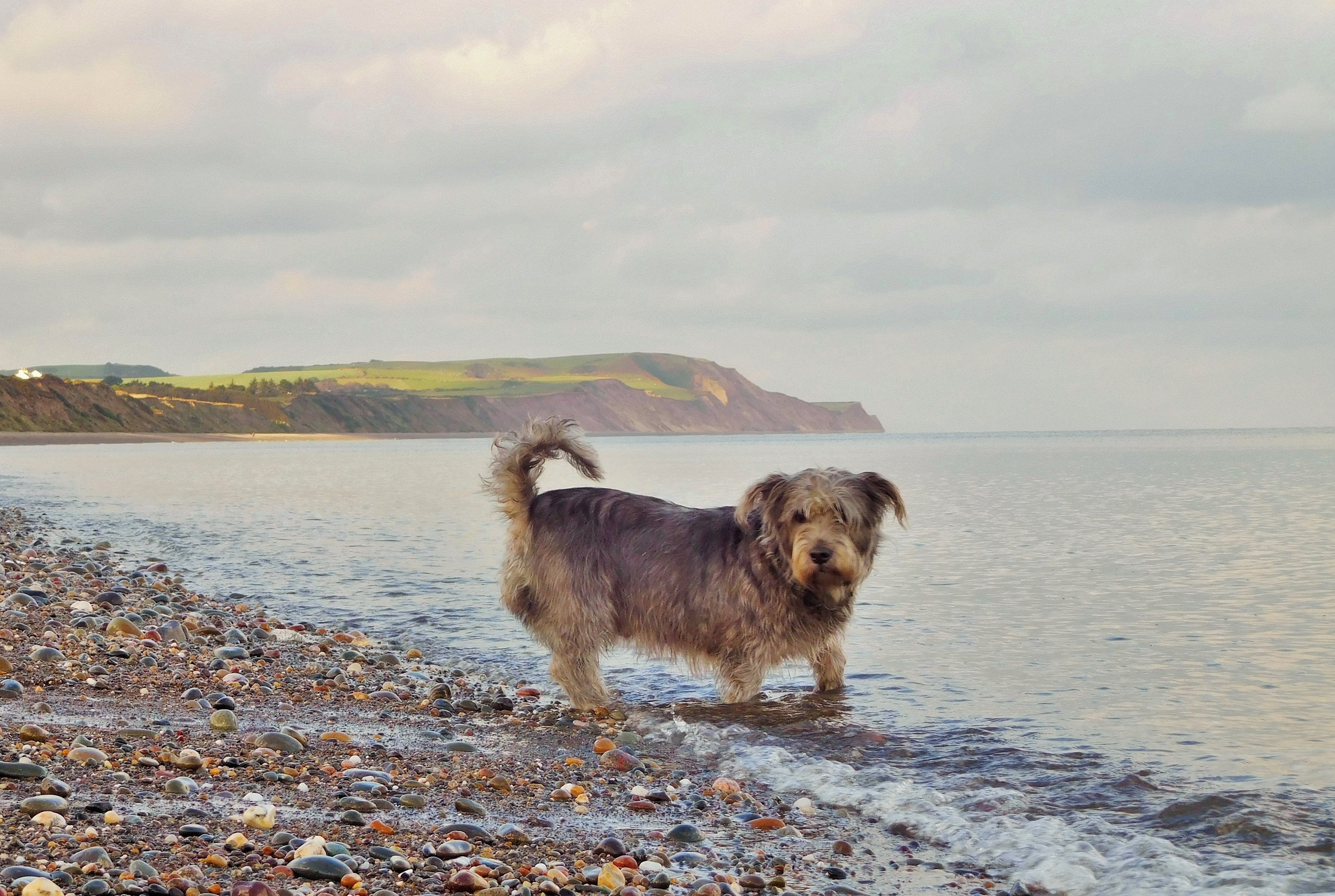 IRISH DOG - IRISH SEA