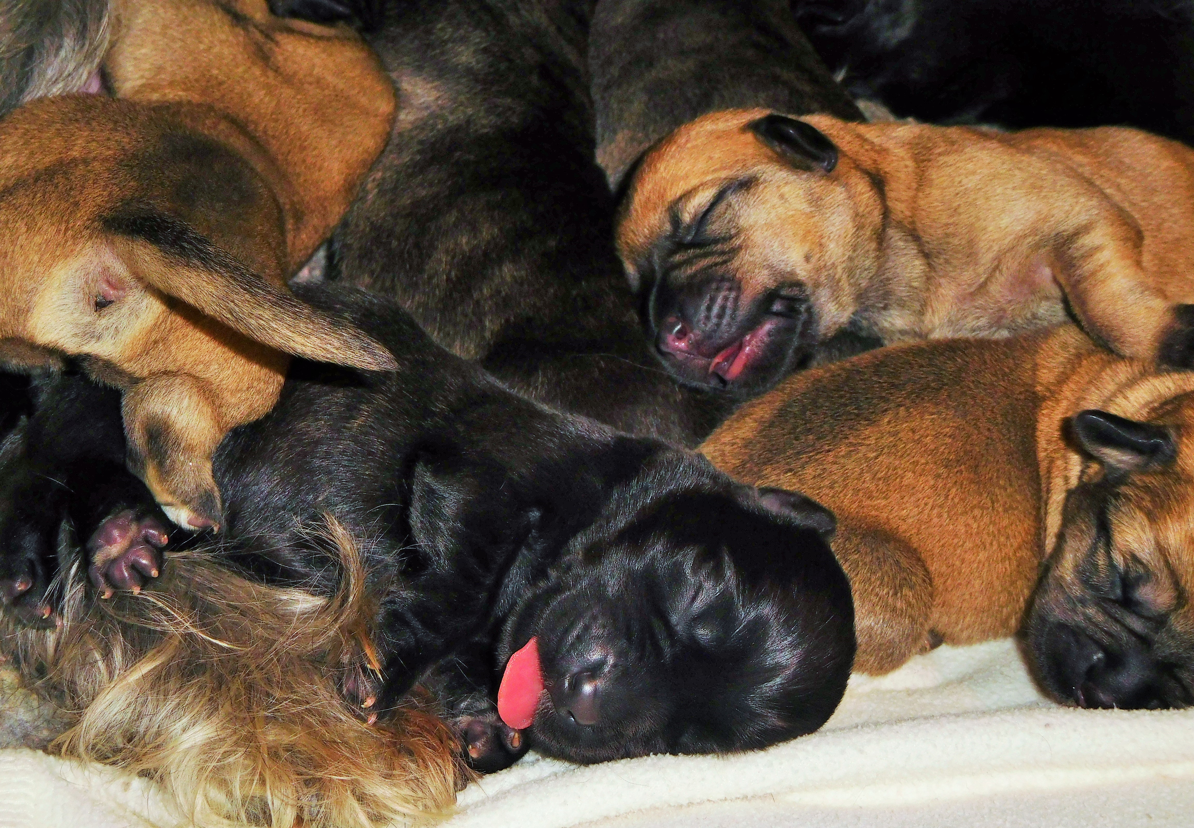 PUPPY SQUASH