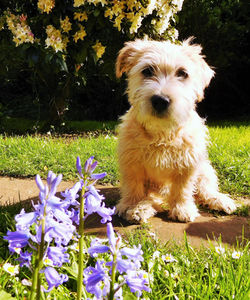 A NETTLE AMONG FLOWERS