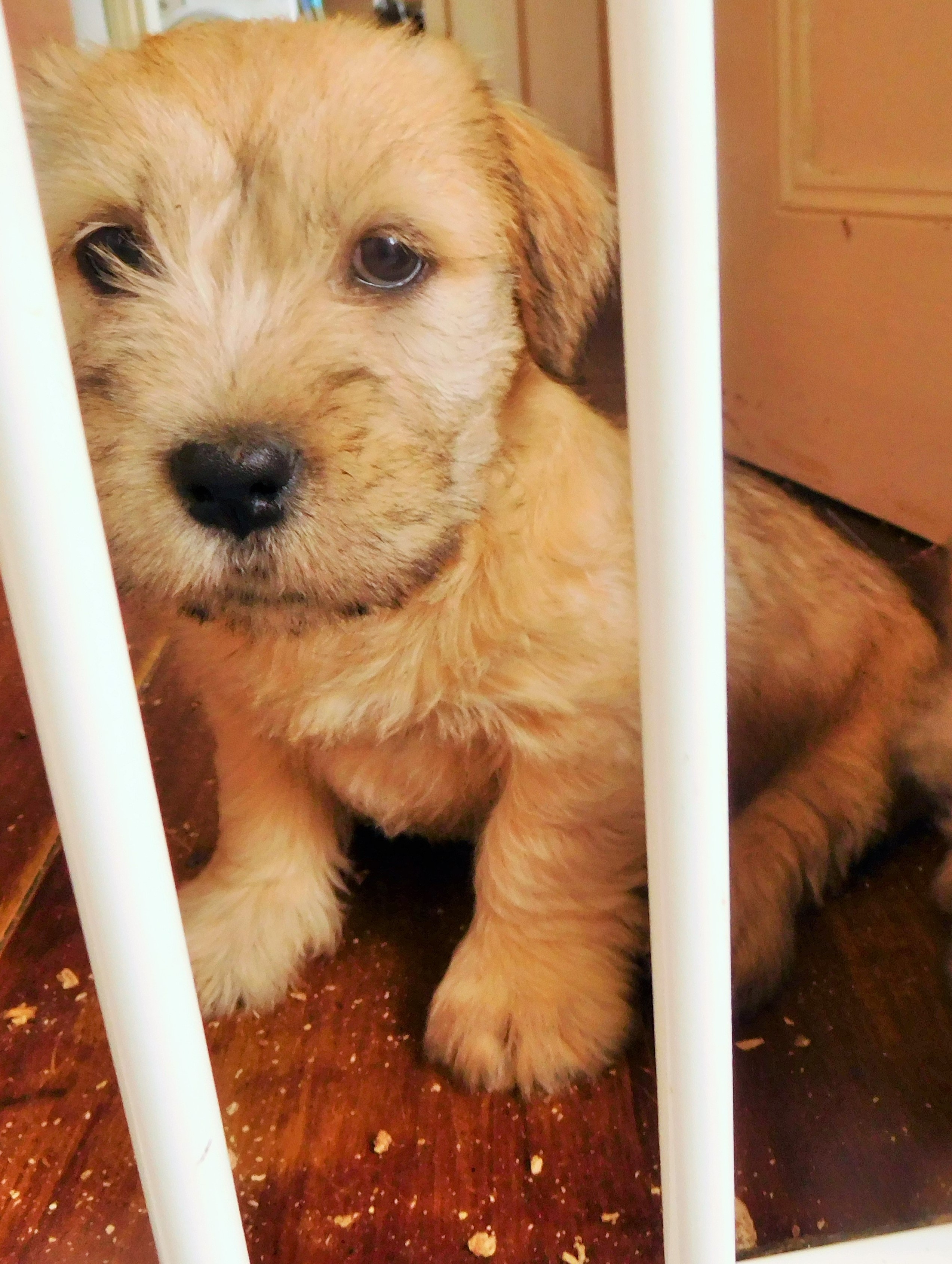 BUTTERBALL AT 8 WEEKS