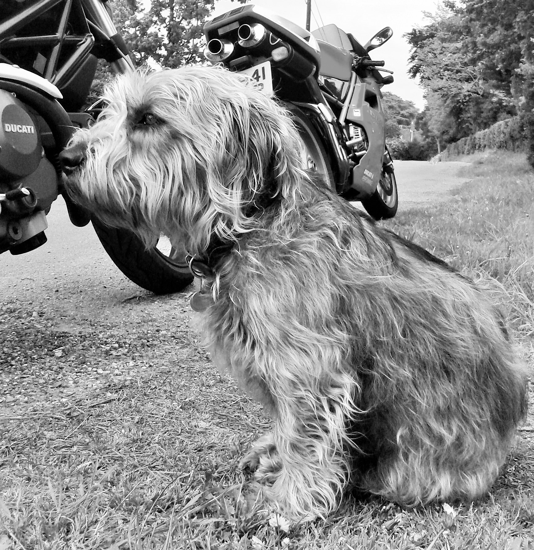 BIKER DOG
