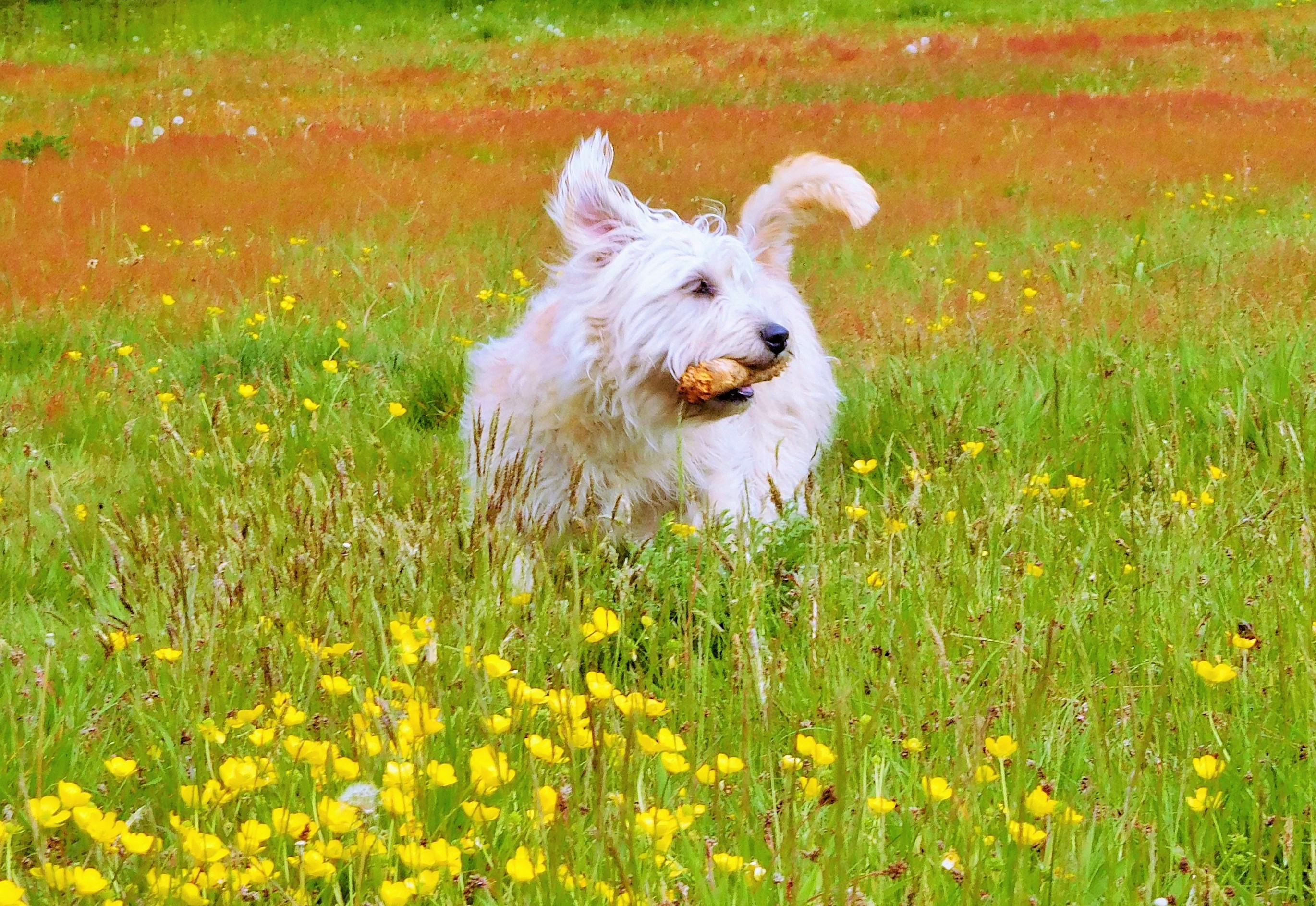 NETTLE AMONG THE BUTTERCUPS