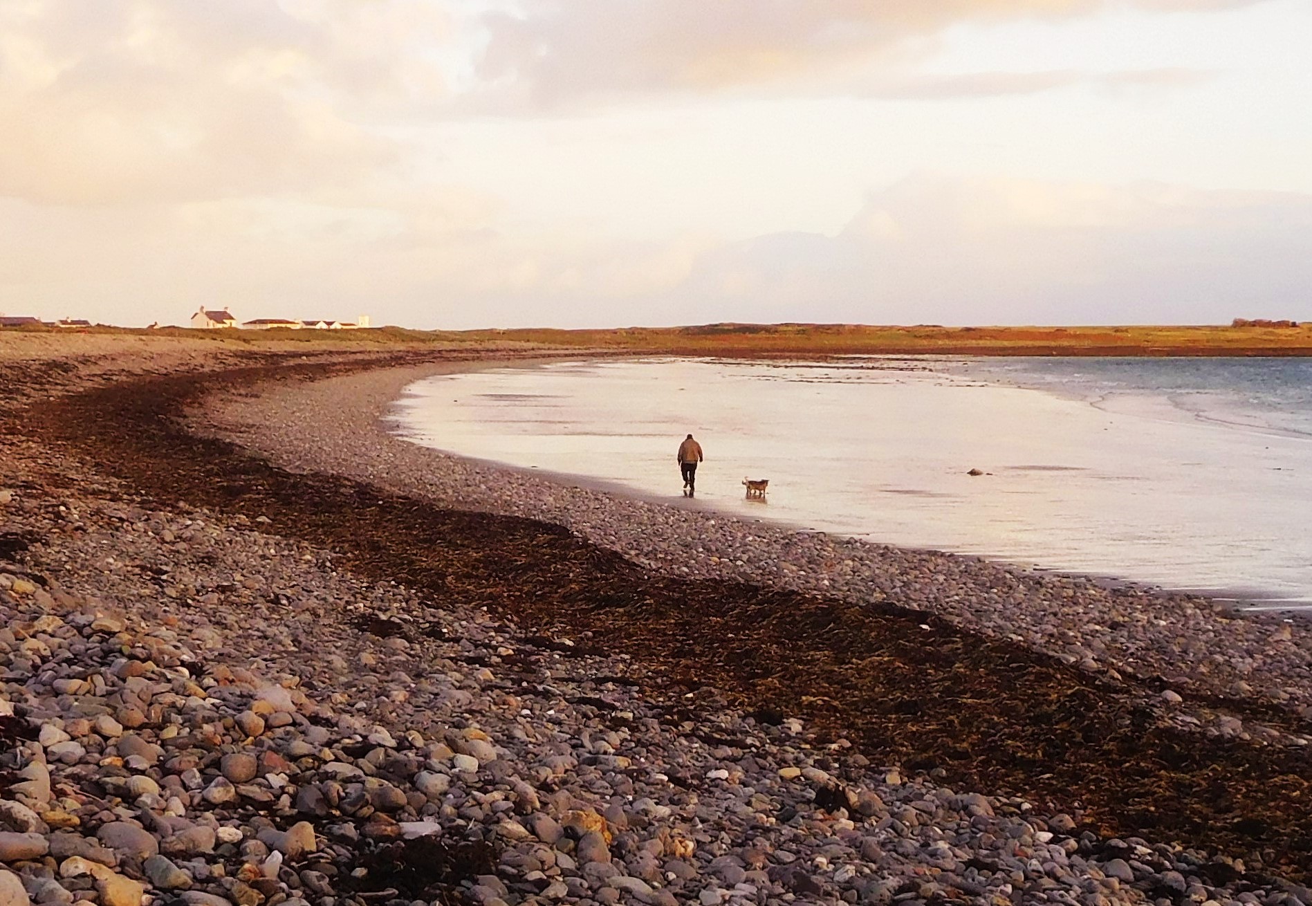 WALKING THE DOGS