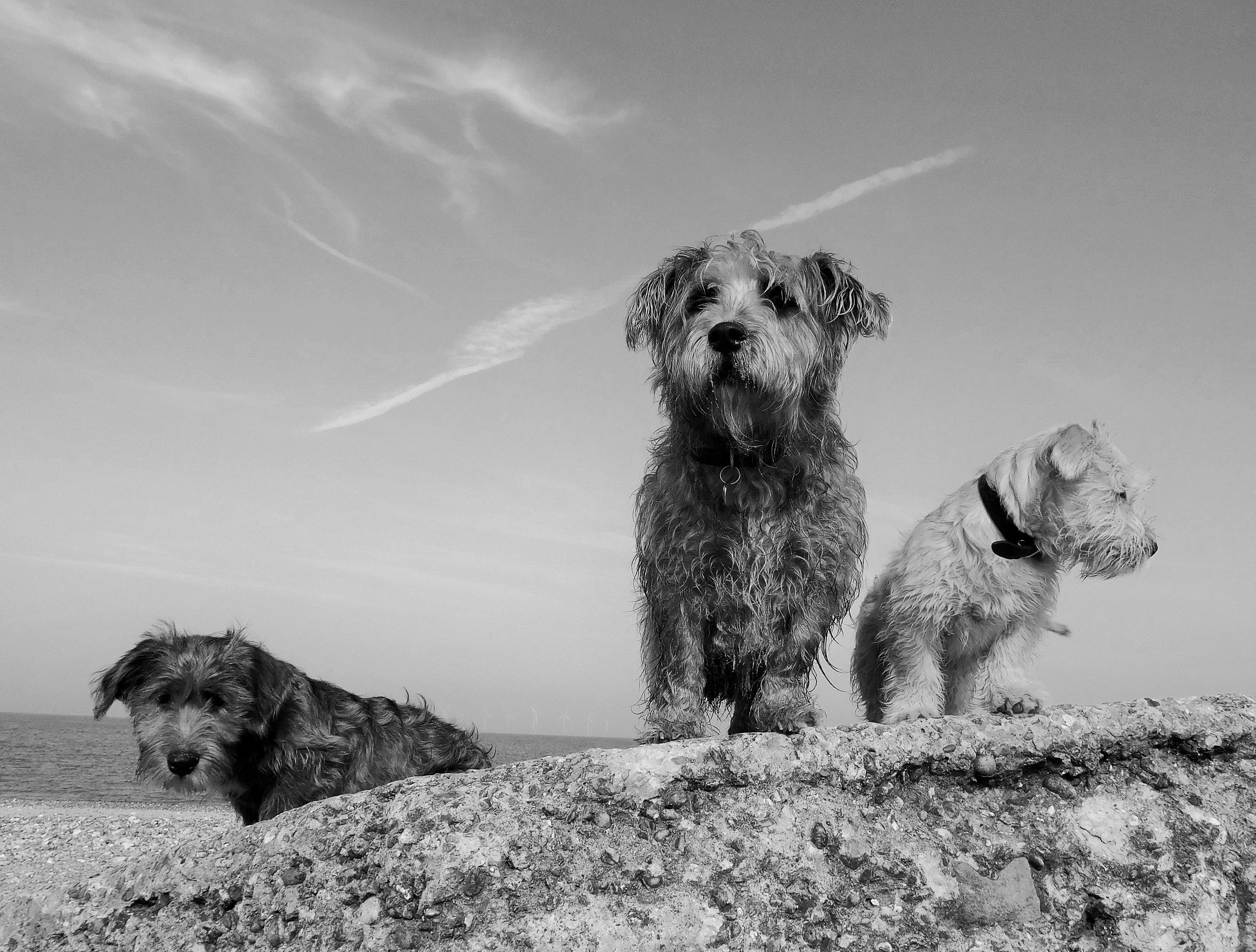 TOP DOG
