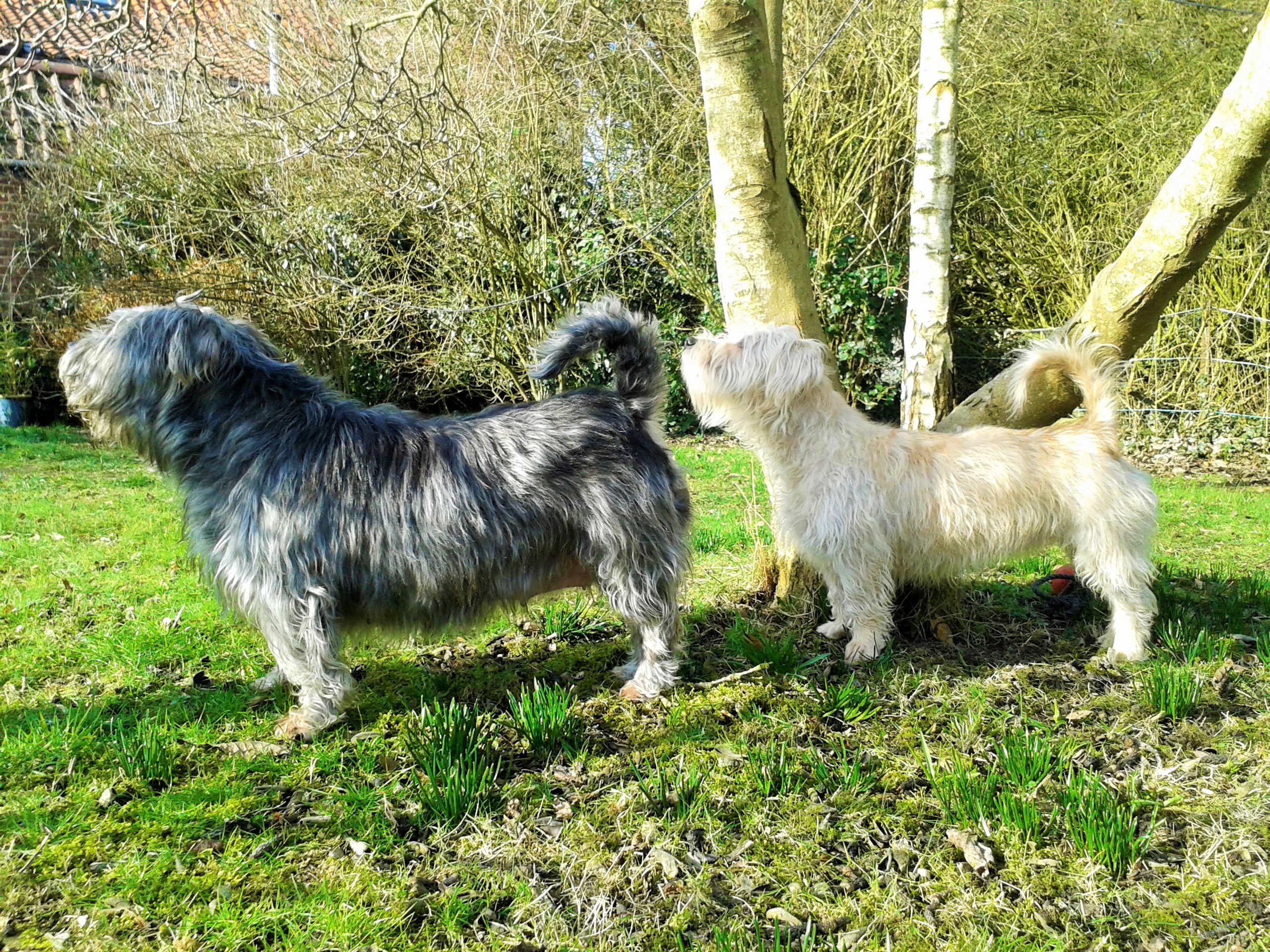 SYNCHRONIZED BARKING