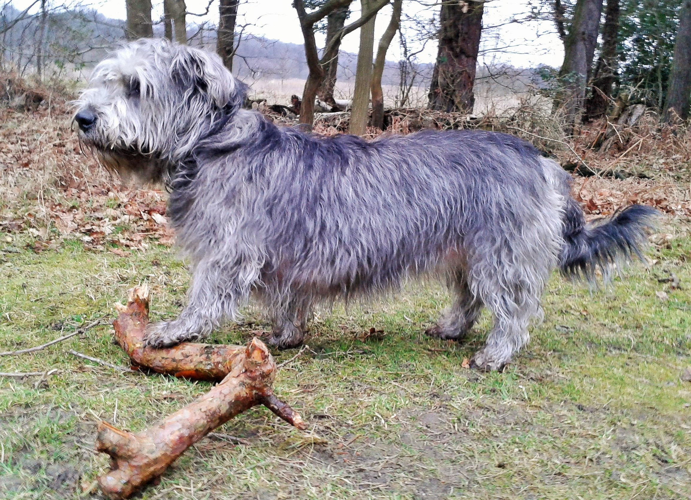 SKY GOT STICK