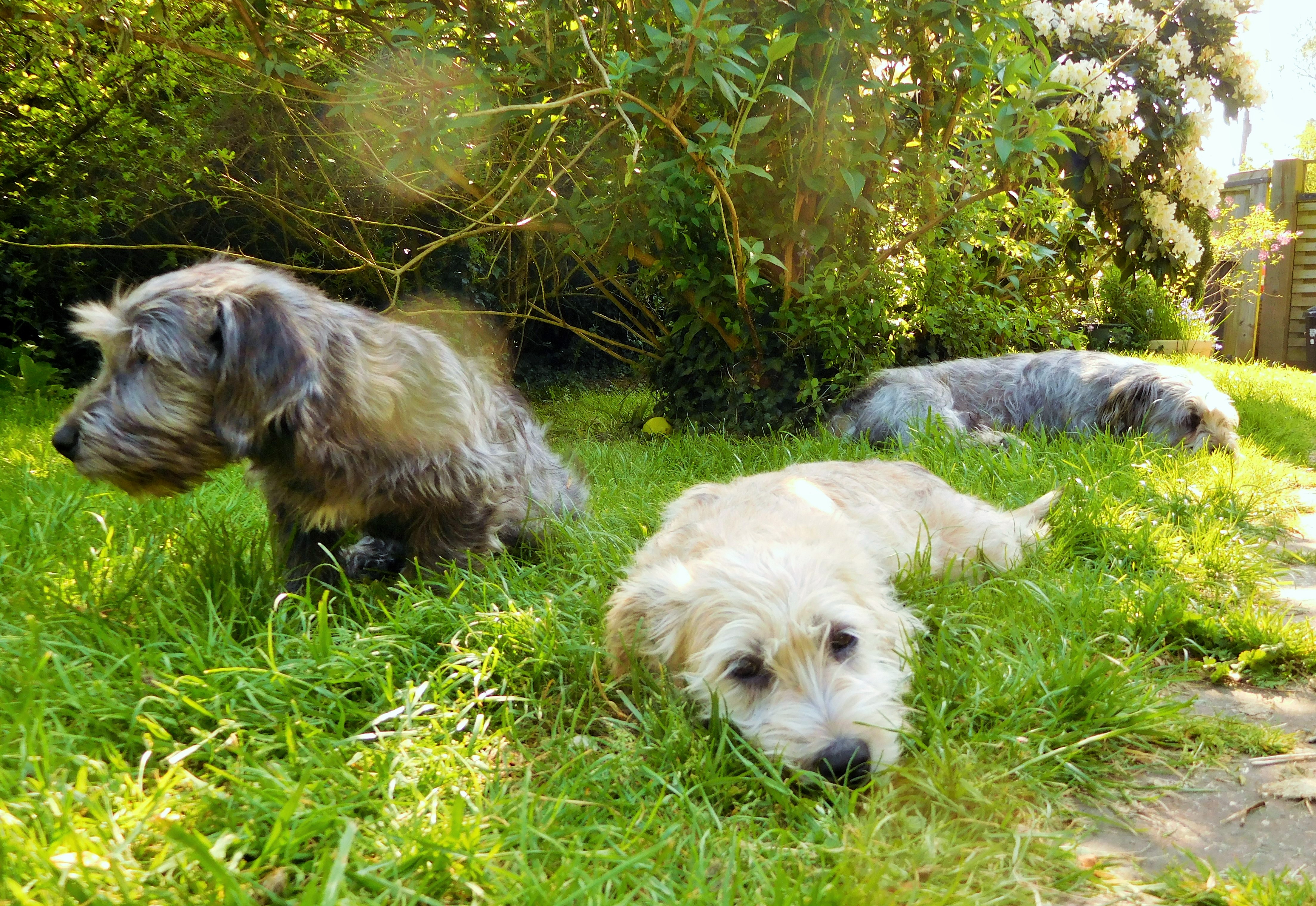 THREE GLENS IN MY GARDEN