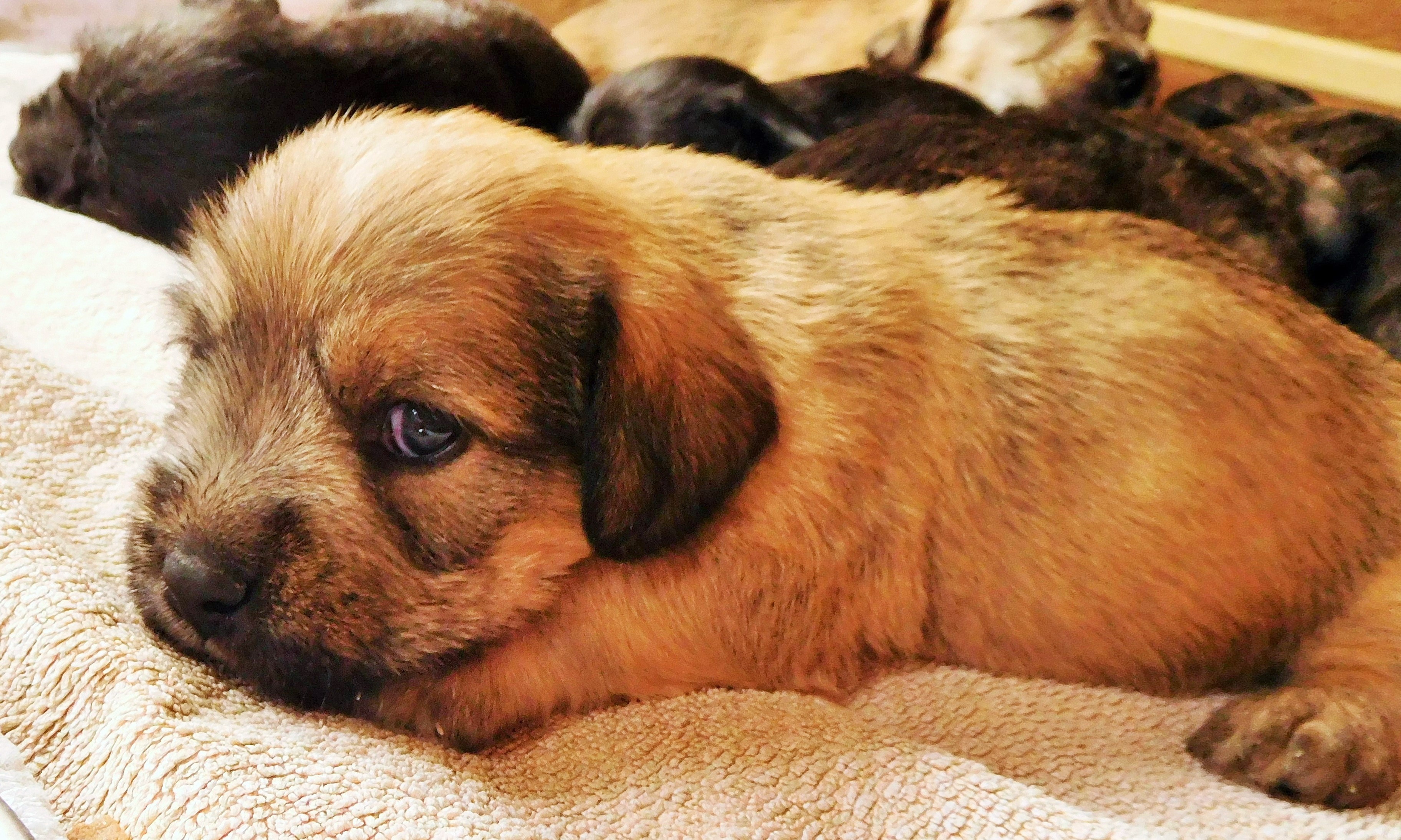 FOUR WEEKS OLD
