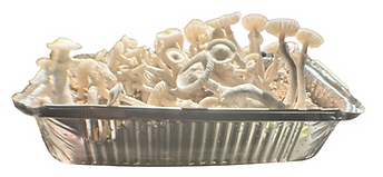 True Albino Teacher.png