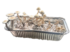 Albino Penys Envy_edited.png