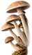 Photoroom_20260407_153210_edited_edited.png