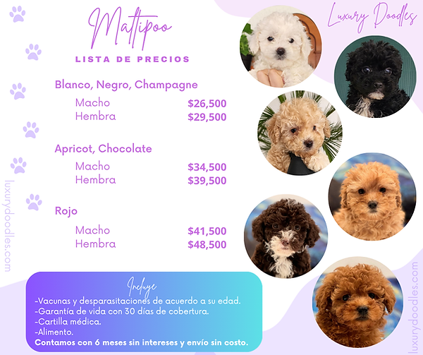 Maltipoo Precio.png