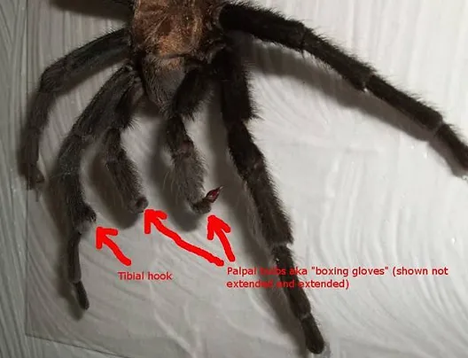 Wallpaper Sexing Tarantulas Tarantula For Free