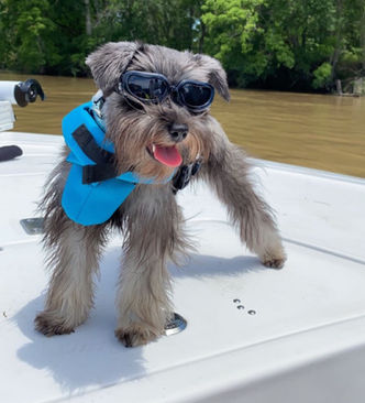 Salt & Pepper mini schnauzer.jpg