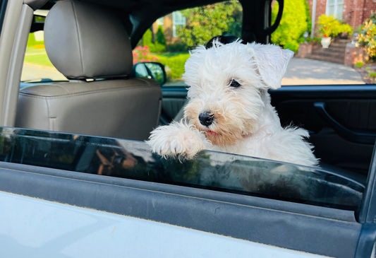 White miniature schnauzer puppy.jpeg