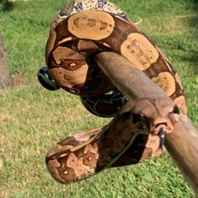 Encuentro con una boa perdicera