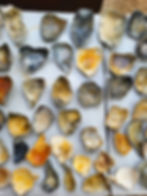 Thumbnail: Bulk conch shell fragments -110+ 