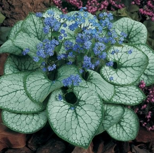 Brunnera 'Jack Frost