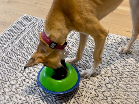 5 raisons de ne plus nourrir votre chien dans une gamelle