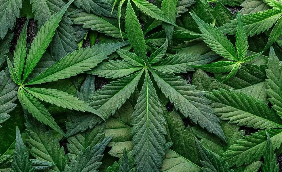CA_cannabis_08042022istock.webp