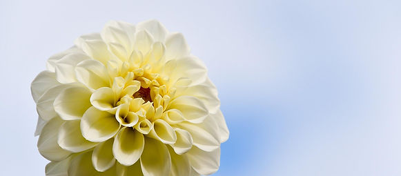 dahlia-g1636a514b_1920.jpg