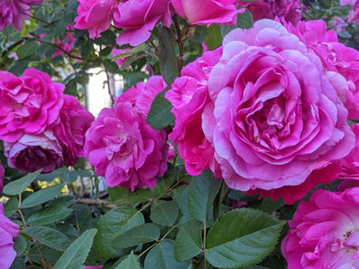 Proposals for Legal Organizations and Law Departments to Improve the Well-Being of Lawyers from Underrepresented and Historically Excluded Populations