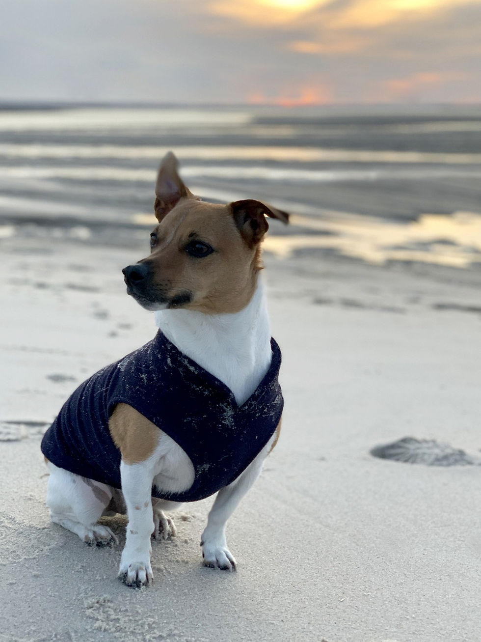 Small Dog on beach