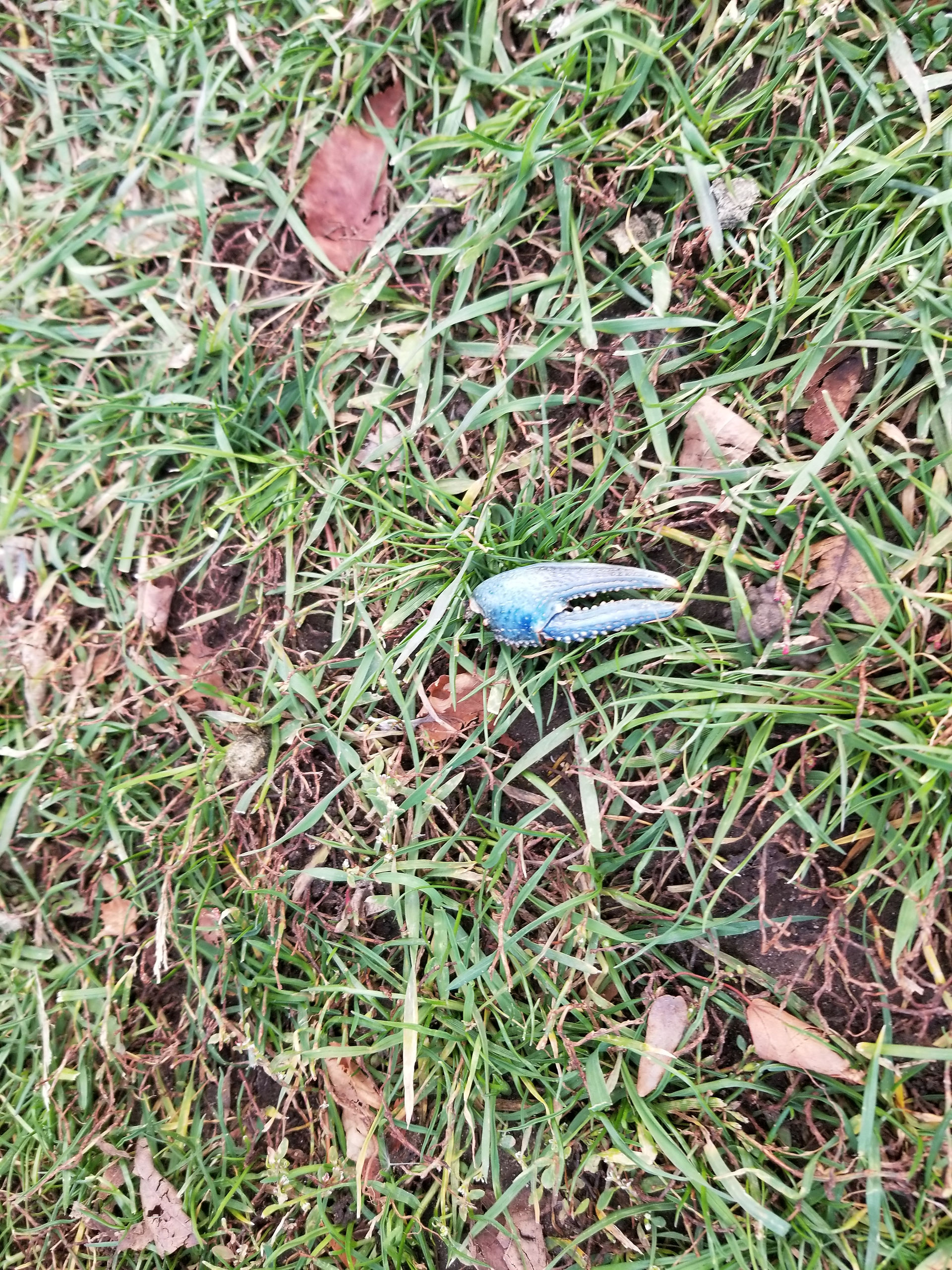 Found a crayfish graveyard!