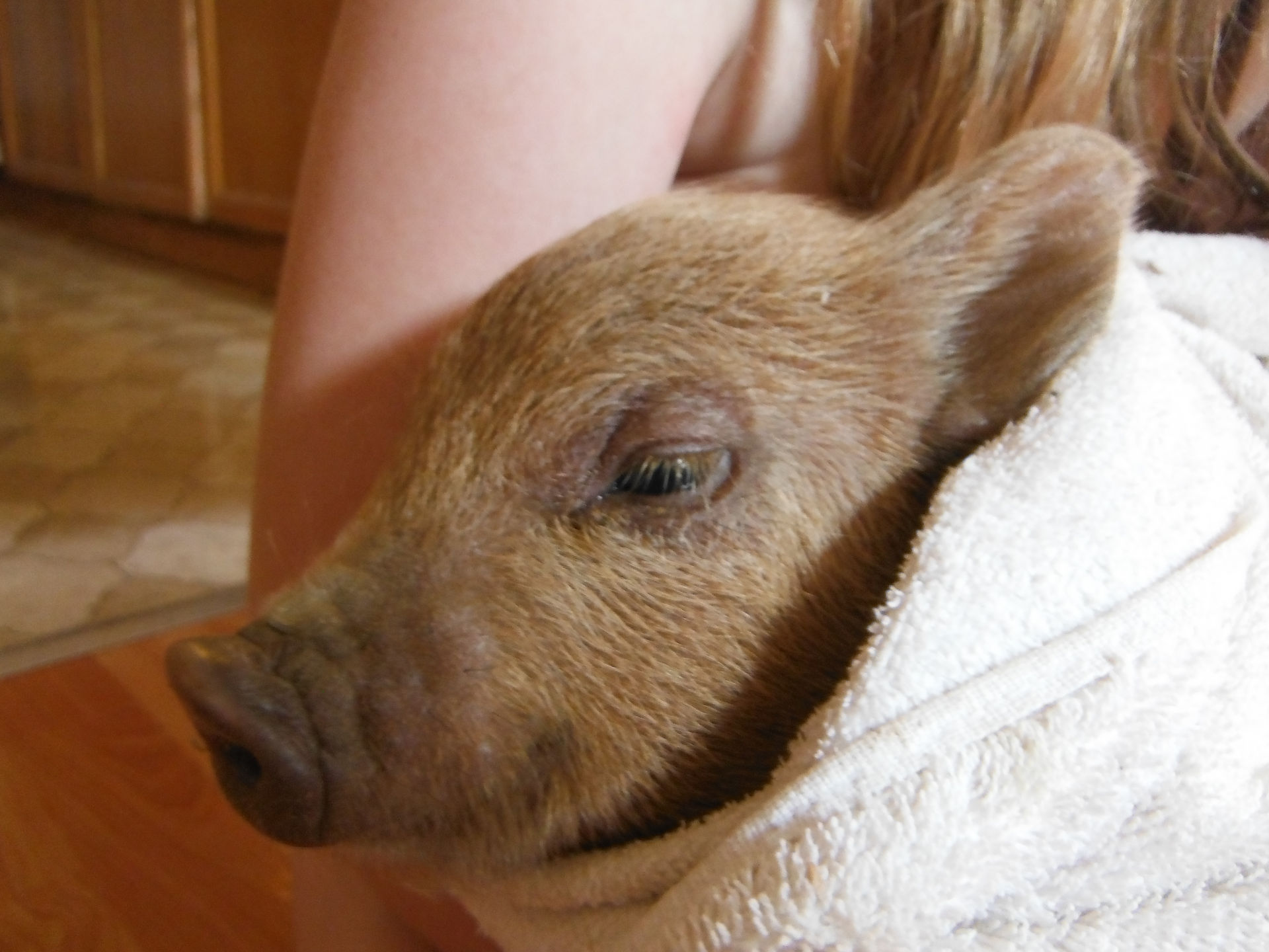 Pumba, resting in Hope's arms.