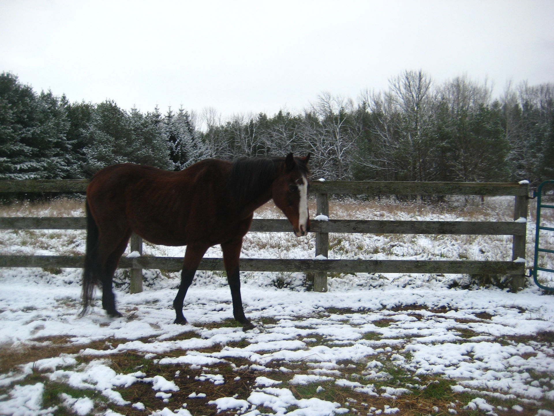River, our 23 year old rescue horse