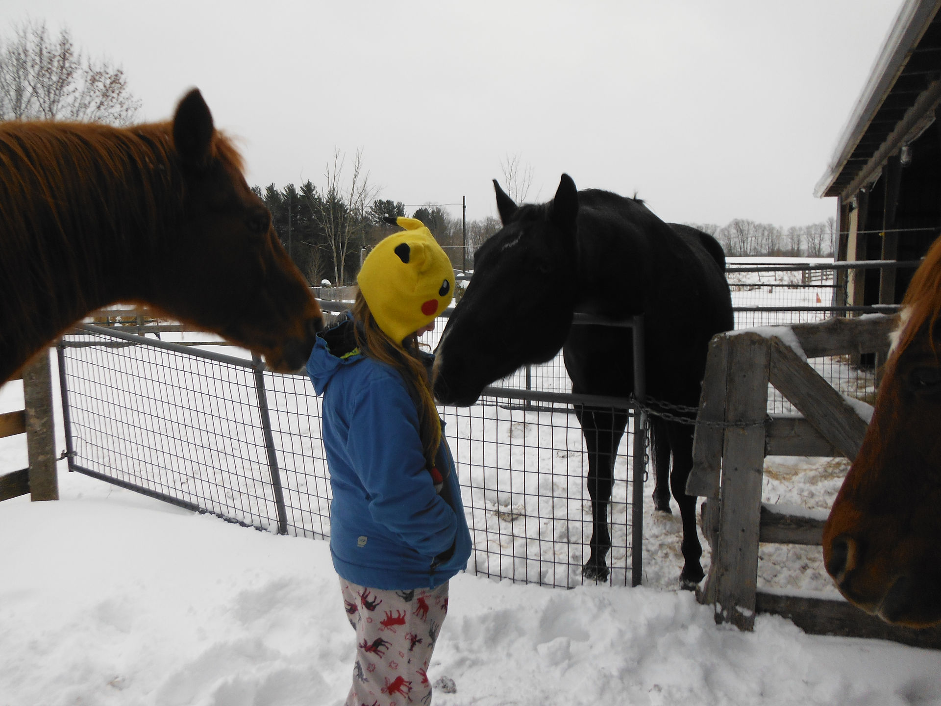 Horse Whispering