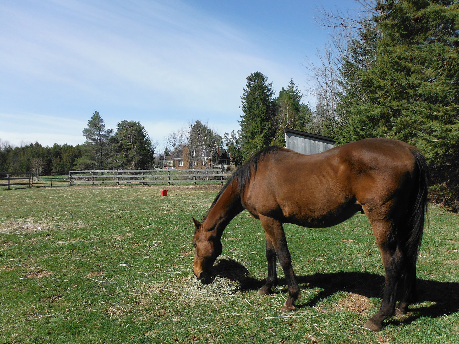 River our rescue Horse
