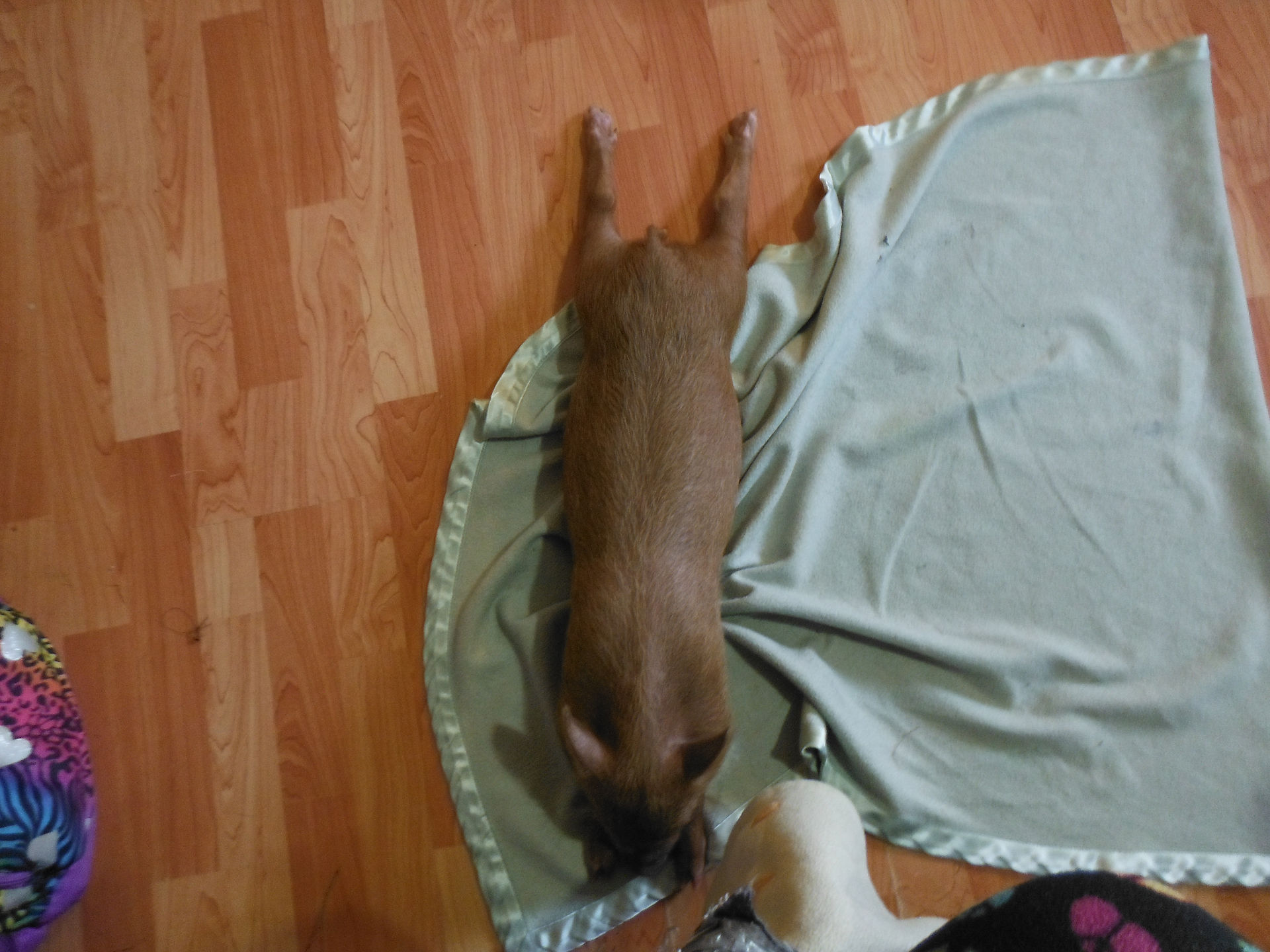 Passed out piggy
