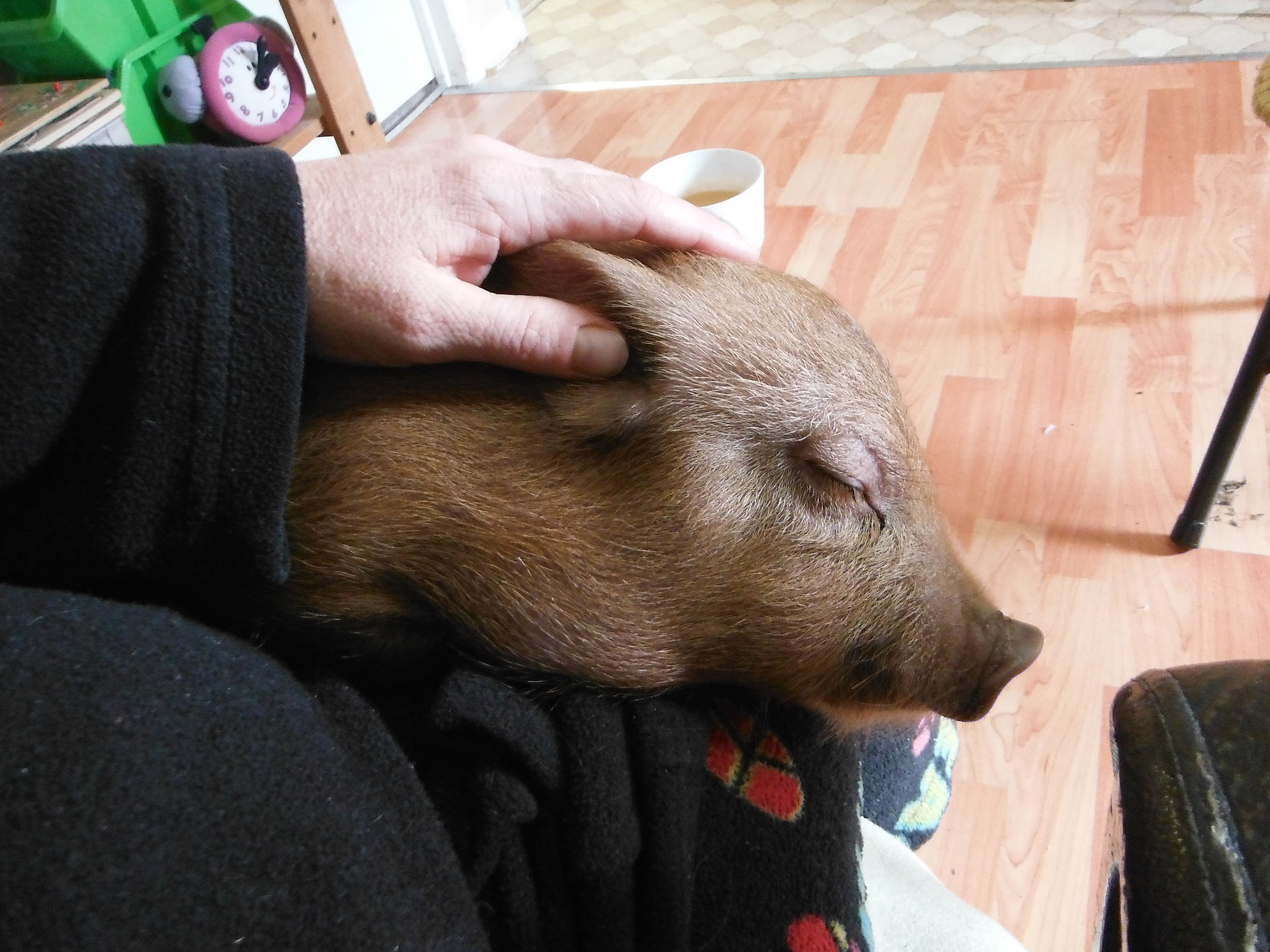 Sleepy Pumba