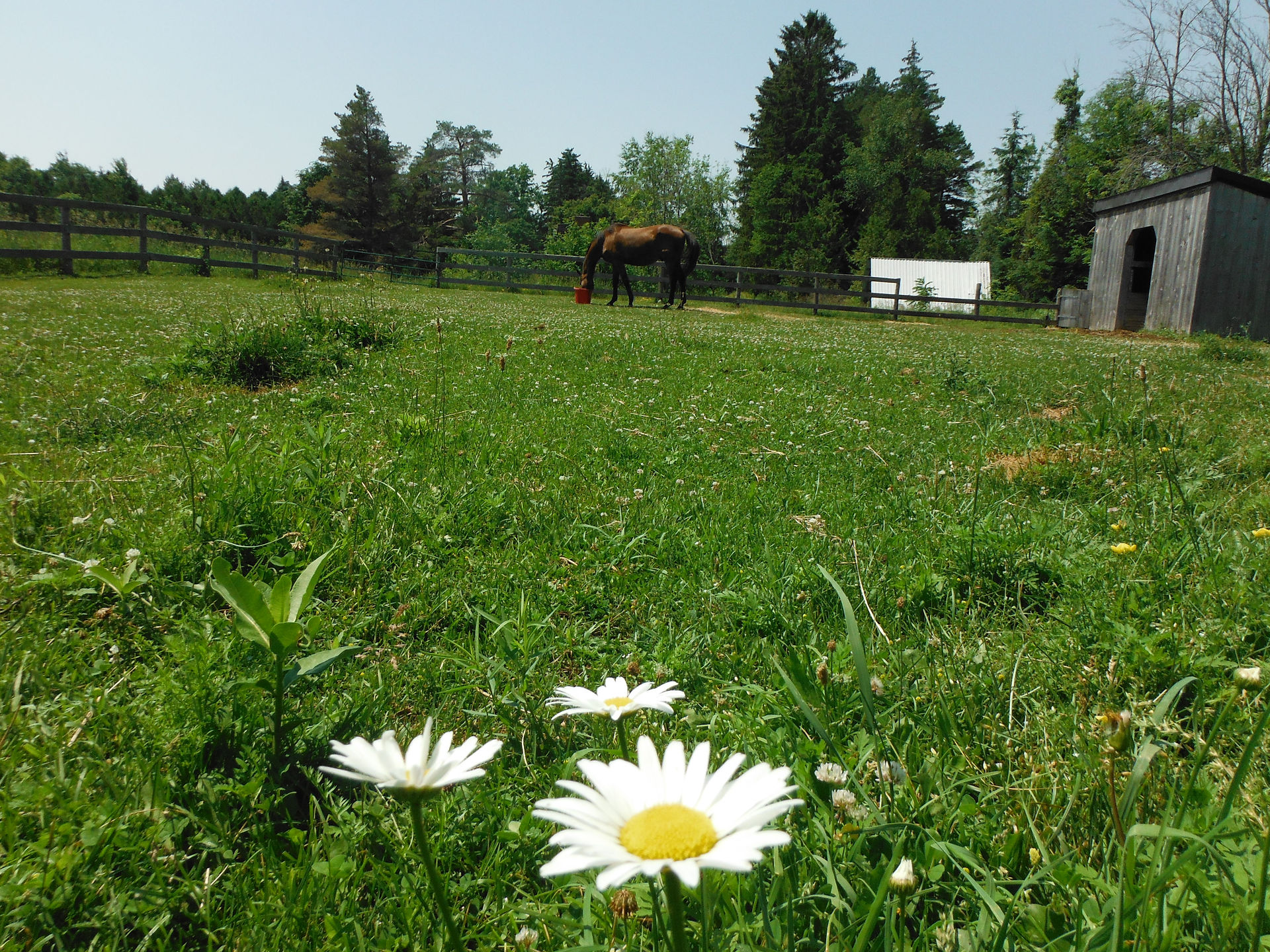 "River" in the Paddock