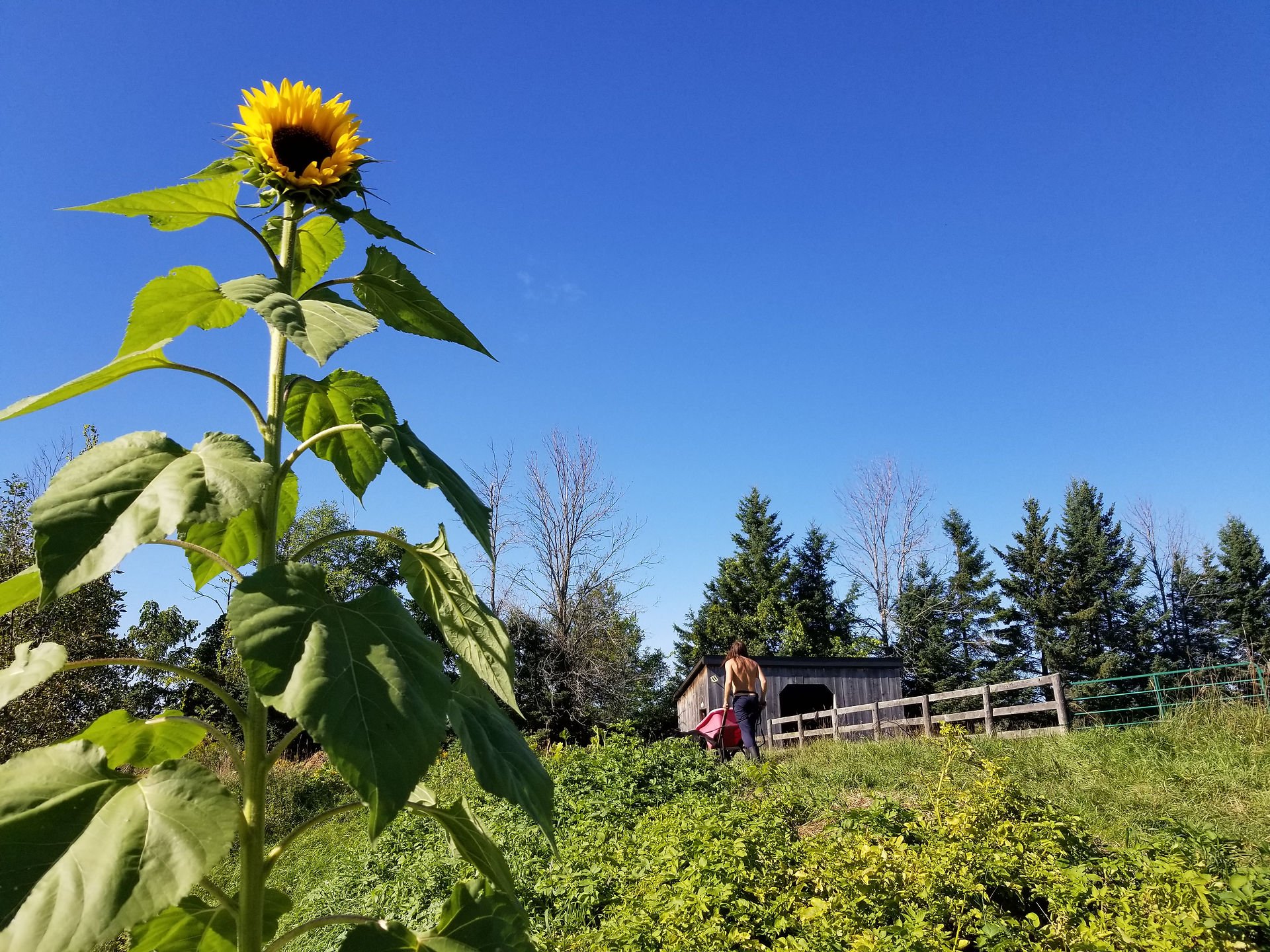 Our beautiful sunflower has bloomed!