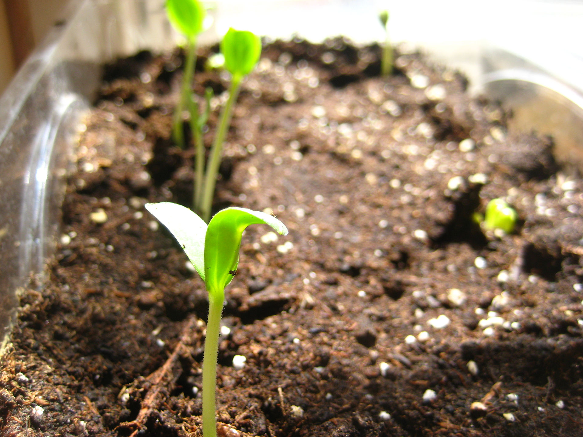 Growing Organic Melons