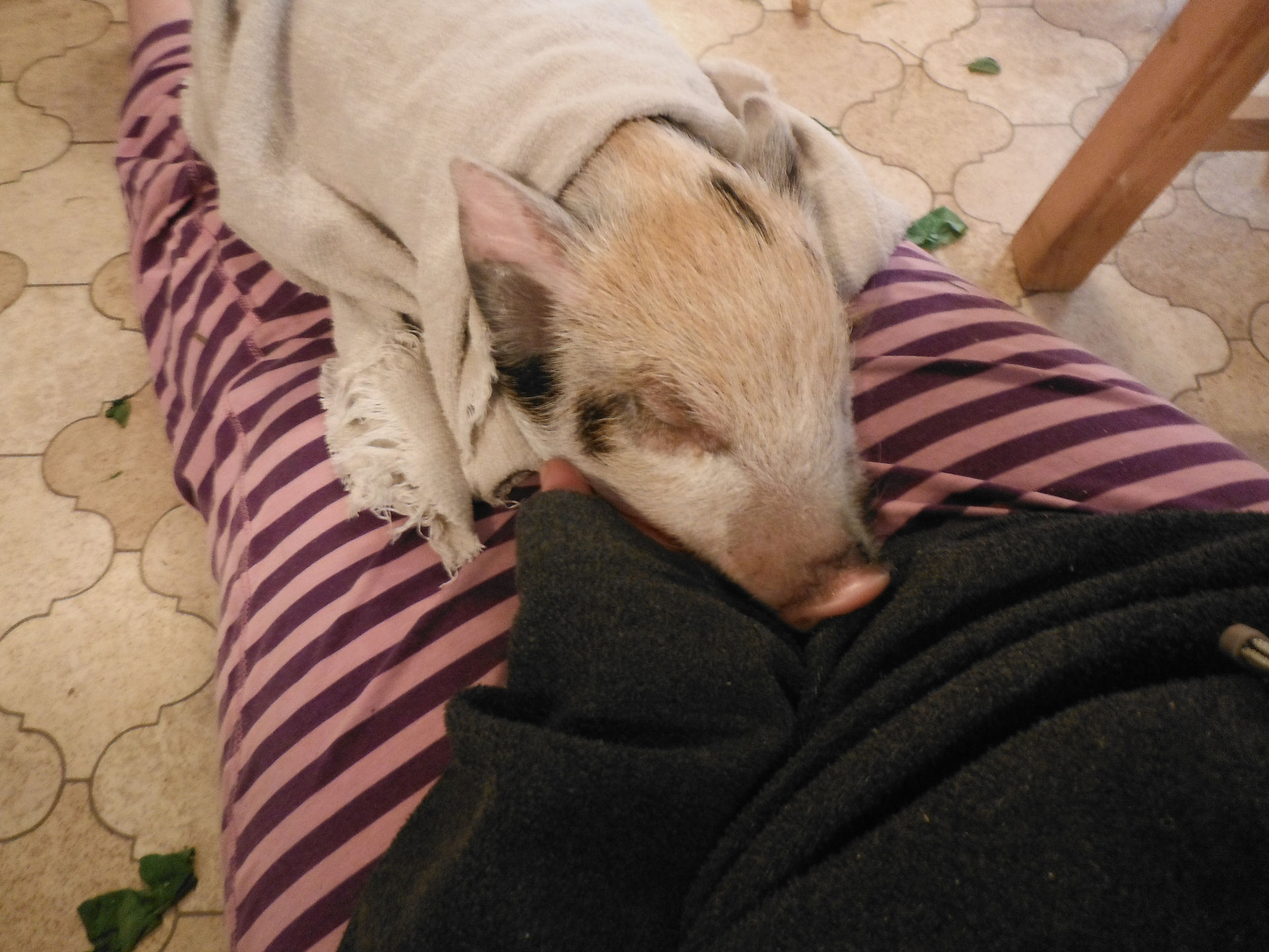 Peppa learning to relax.