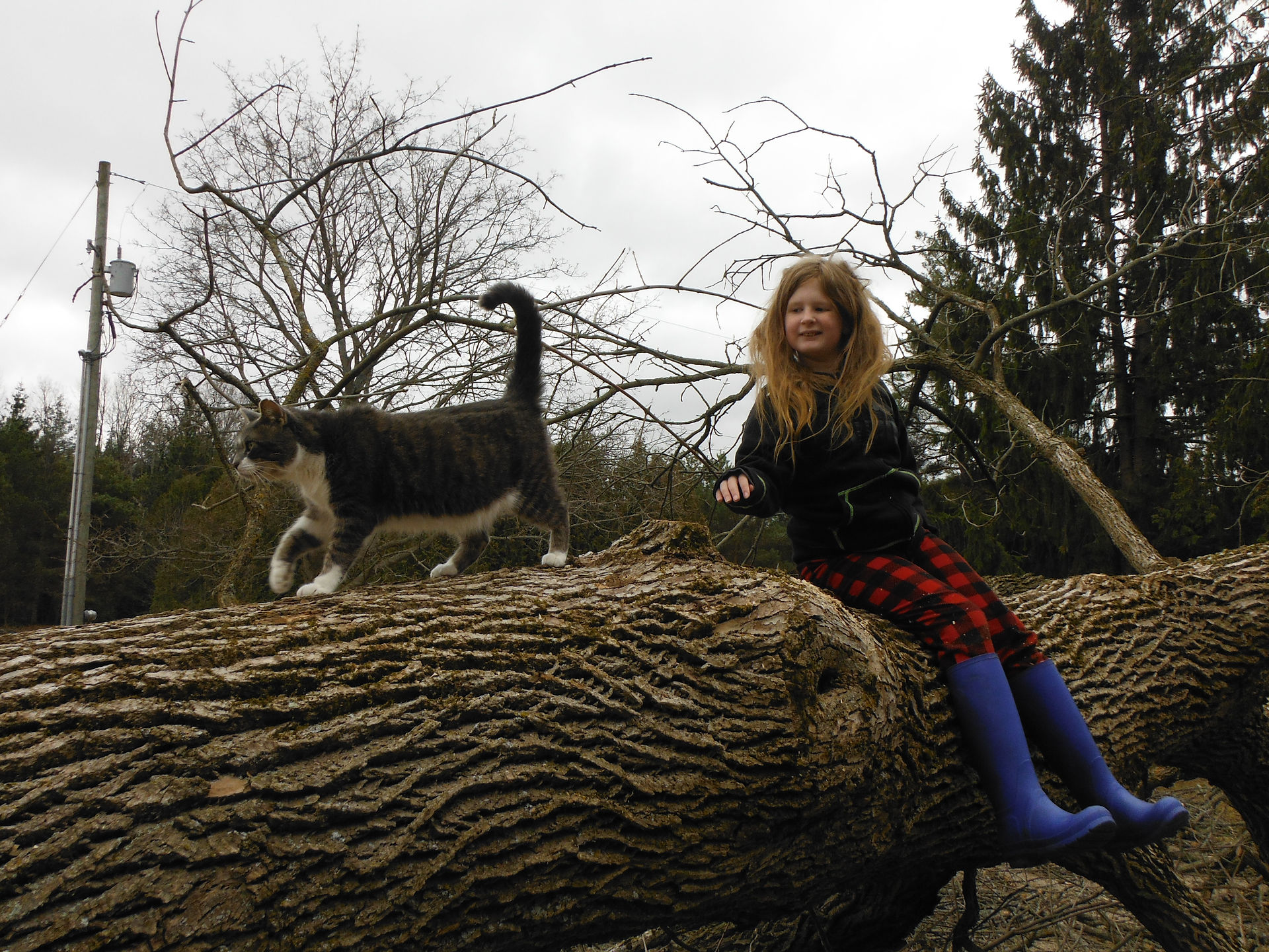Tree Climbing with the Kitty