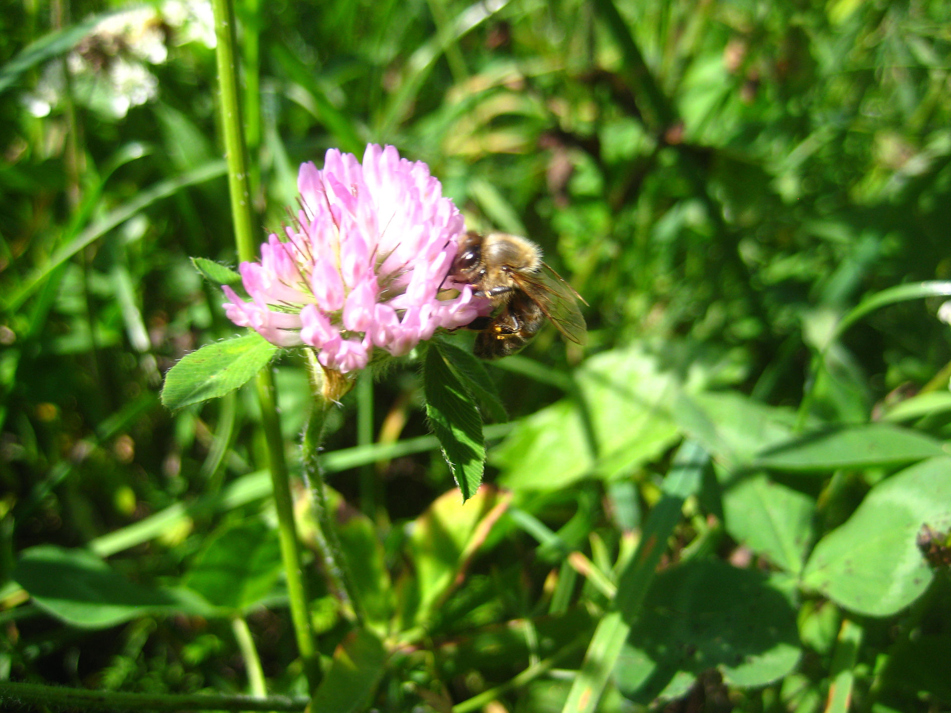 A Beeautiful Friend
