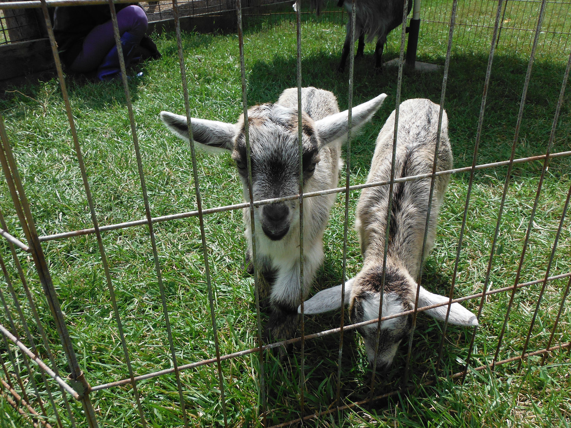 Dash and Dot 2wks old
