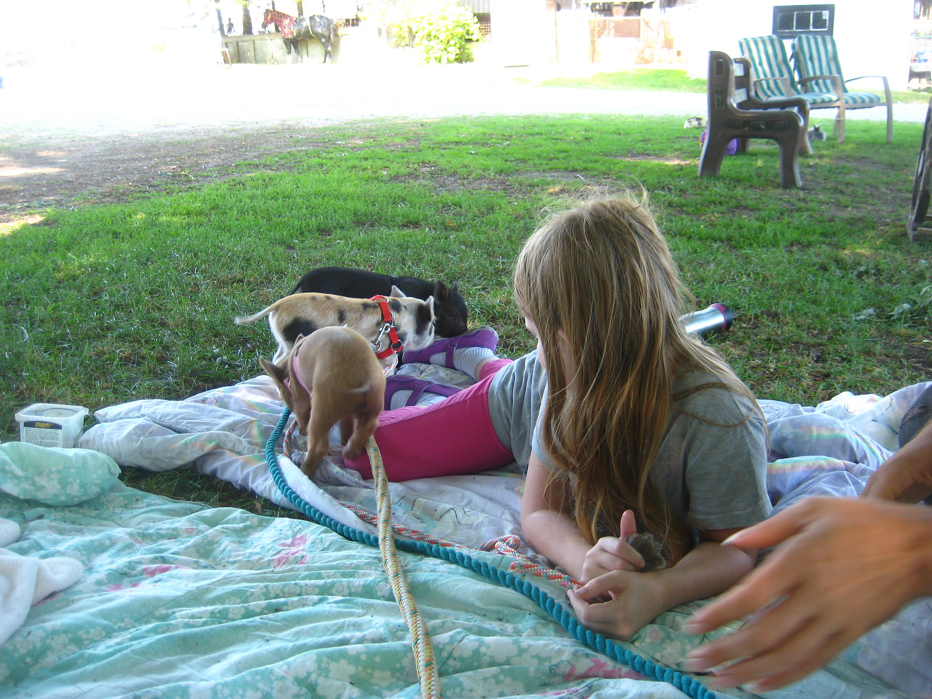 Hanging with 3 little pigs
