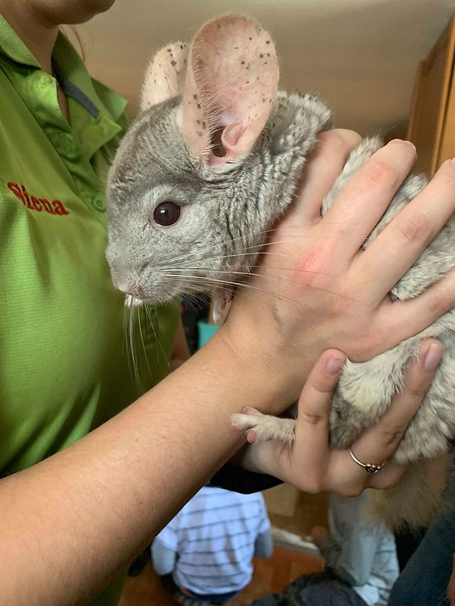 Soft Chinchilla Friend!