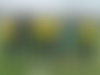 Sport de Lagoa Seca perde para o Bahia na estreia da Copa do Nordeste sub:20