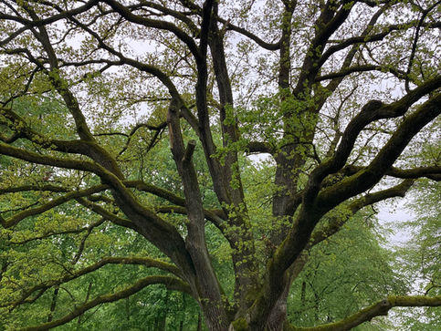 Baum