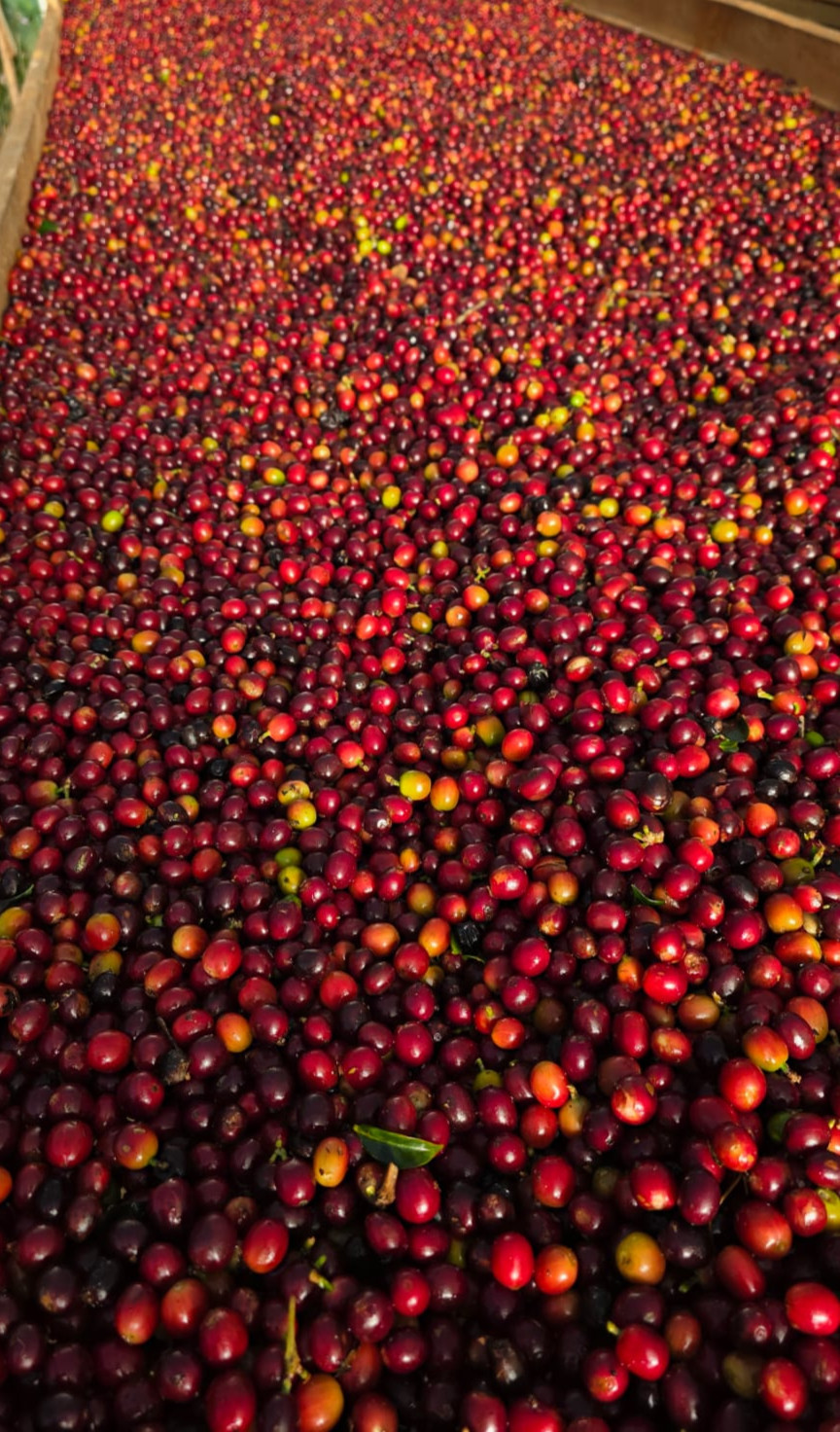 Miniatura: Proceso Natural - Blend Caturra Rojo y Catuai Rojo - 2026