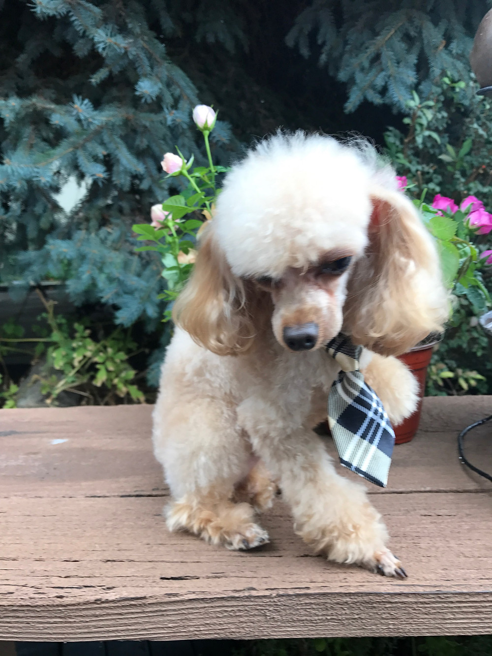 goldendoodle puppies for sale