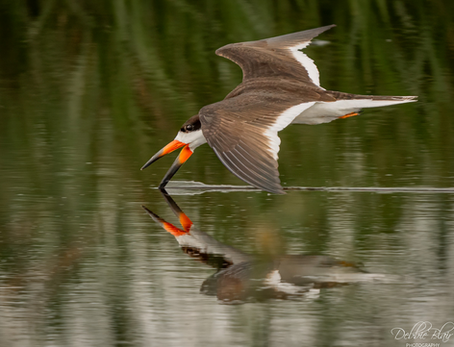Bombay Hook NWR Monday, July 14