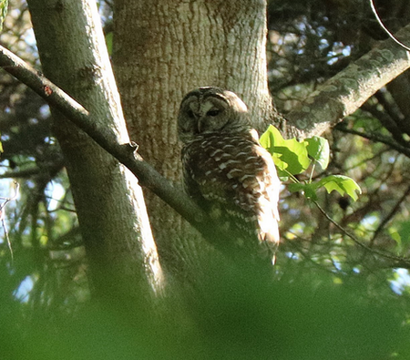 McCabe Preserve (TNC) 7:00AM