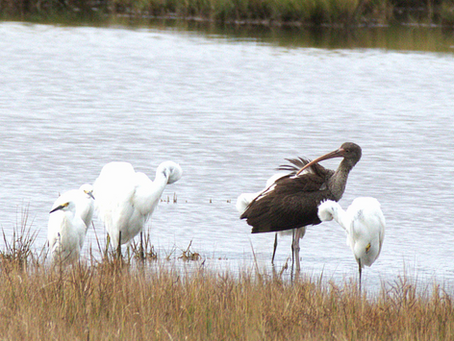 Gordons Pond North October 15